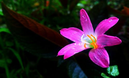 Close-up of purple flower