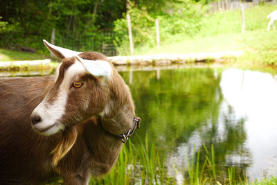 Close-up of horse in water