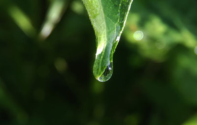 Close-up of raindrops on leaf