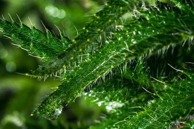 Close-up of wet plant leaves