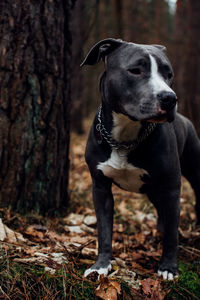 Dog standing on field