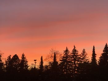 Silhouette of trees during sunset