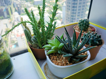 Close-up of potted plants on window