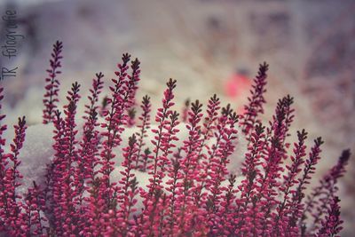 Close-up of pink flowering plant on field