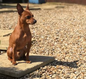 Dog looking away