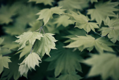 Close-up of leaves