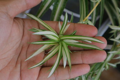 Close-up of hand holding leaves