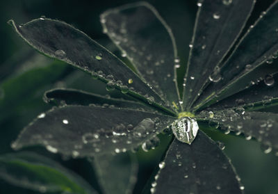 Close-up of raindrops on leaves