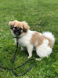 Portrait of dog on field