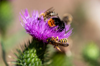 Close-up of bee pollinating on purple flower