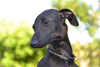 Close-up of a dog looking away