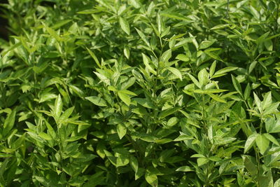 Full frame shot of green leaves on field