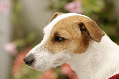 Close-up of a dog looking away