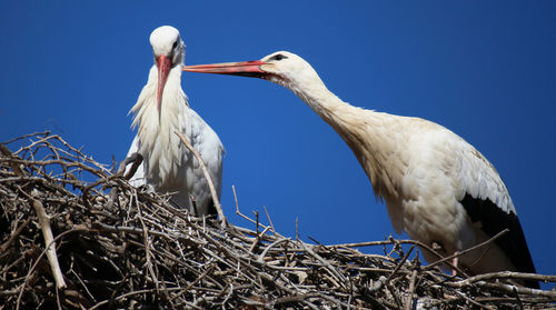 Low angle view of birds against clear sky