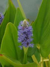 Close-up of purple flowering plant