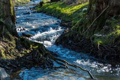 Stream flowing through rocks in forest