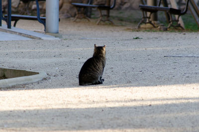 Cat sitting outdoors
