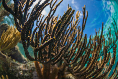 Coral close up