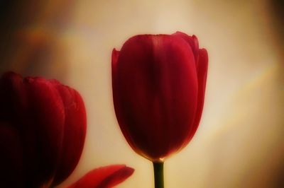 Close-up of red flowers