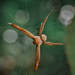 Close-up of spider on web