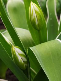 Close-up of green leaves