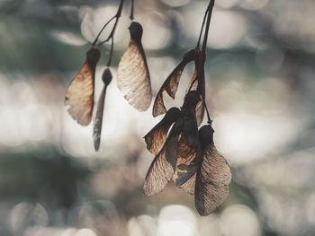 Close-up of dried hanging on plant