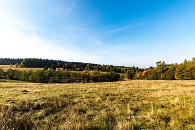 Trees on field against sky