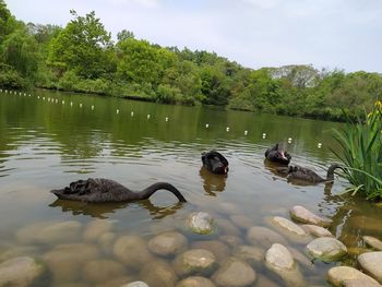 Ducks swimming in lake