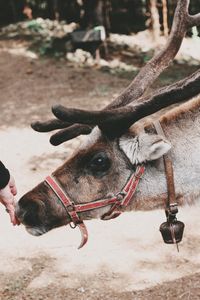 Close-up of a horse on field