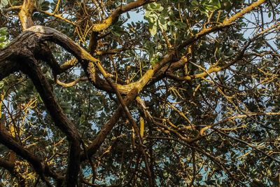 Low angle view of tree against sky