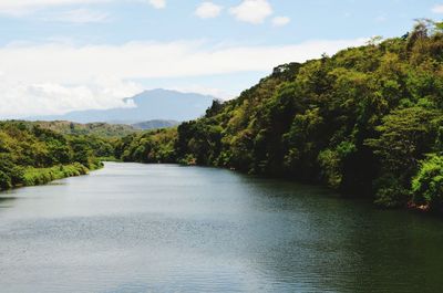 Scenic view of river amidst trees against sky