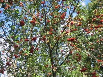 Low angle view of red berries on tree