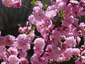 Close-up of cherry blossom