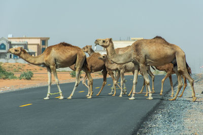 Horses on the road