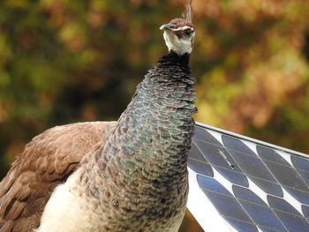 Close-up of a bird against blue sky