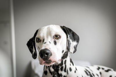 Close-up portrait of a dog