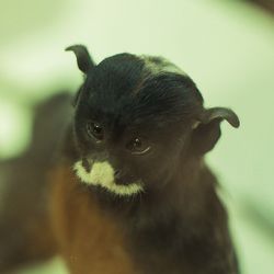 Close-up portrait of an animal