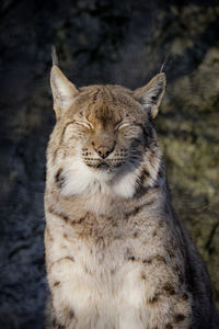 Close-up of cat on field