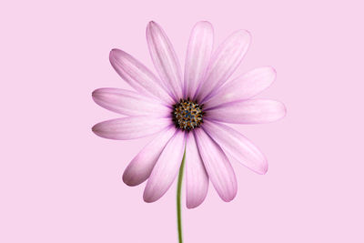 Close-up of pink flower against white background