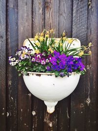 Close-up of flowers in vase