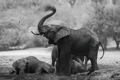 Mono african elephant throws dust over head