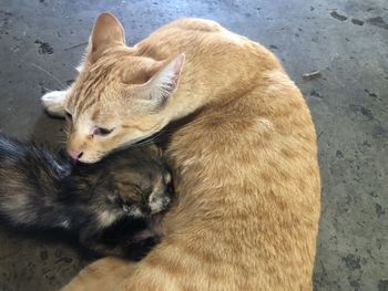 High angle view of two cats