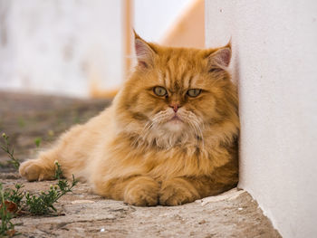 Portrait of cat sitting on wall