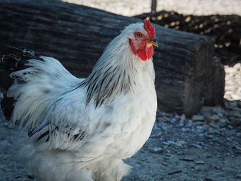 Close-up of rooster