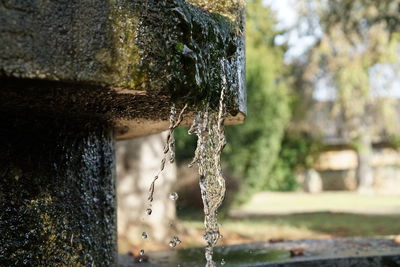 Close-up of wet tree