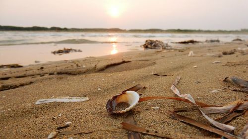 Close-up of birds on sand at beach against sky