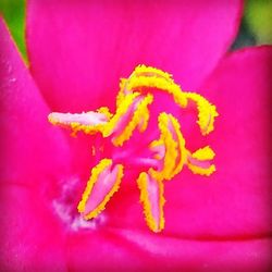 Close-up of pink flowers