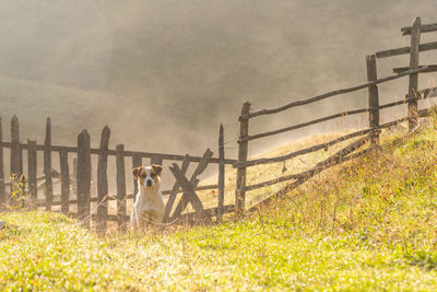 View of an animal on fence