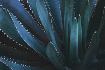 Full frame shot of succulent plant