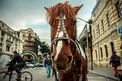 Horse riding in city